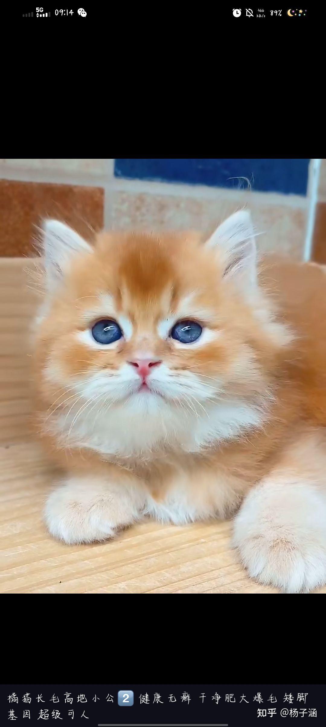 品相一半的英短金渐层会不会长的像姜黄色的中华田园猫一样橘猫