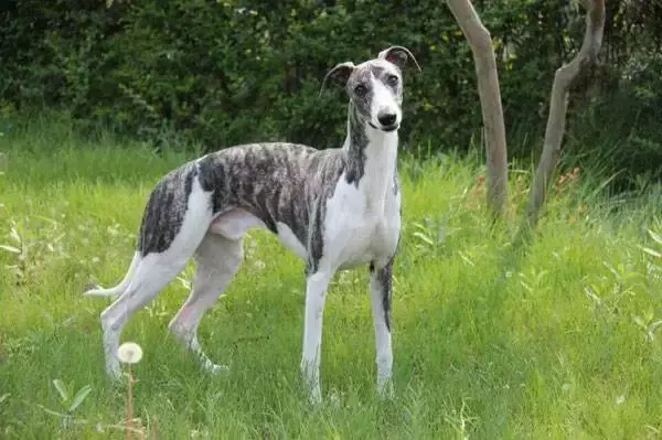 每日一宠猎兔犬