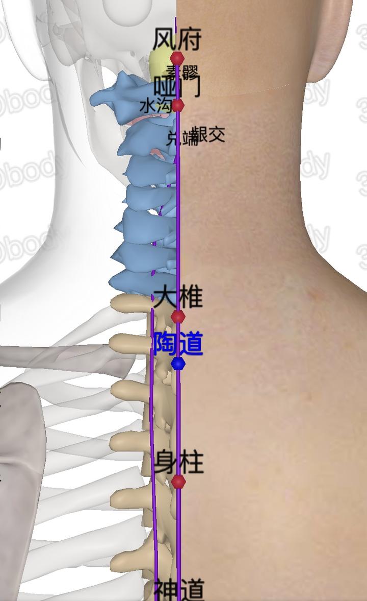 防病大穴 大椎穴 知乎