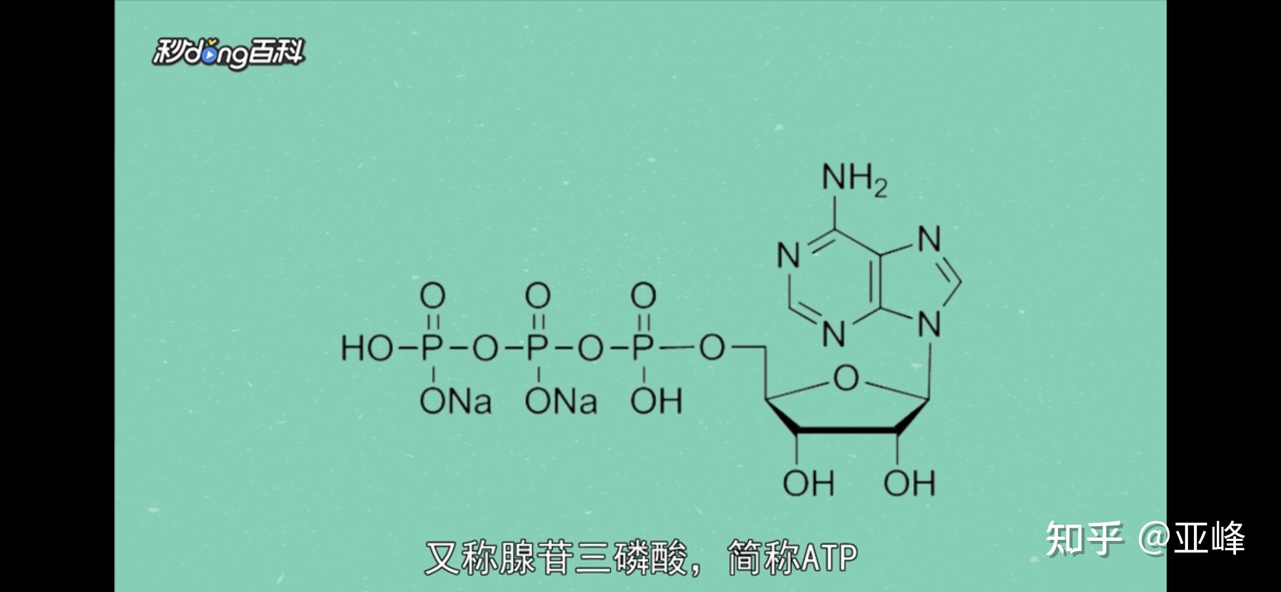 dna或者说脱氧核糖核酸分子除了复制和转录之外还有参加其他生理功能