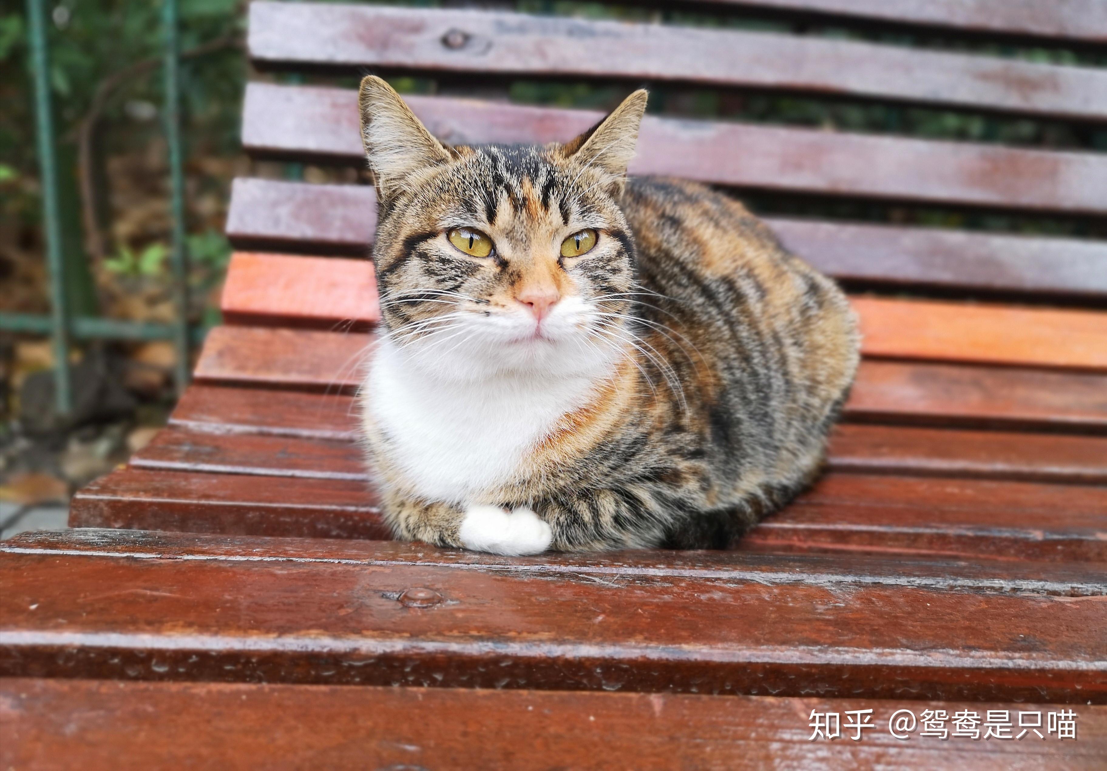 中华田园猫都有哪些颜色