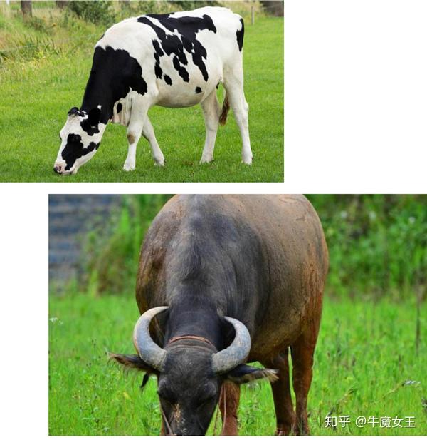 上:黑白花牛&amp;lt;br&amp;gt;下:水牛