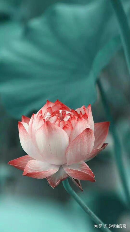 每日一佛 - 知乎