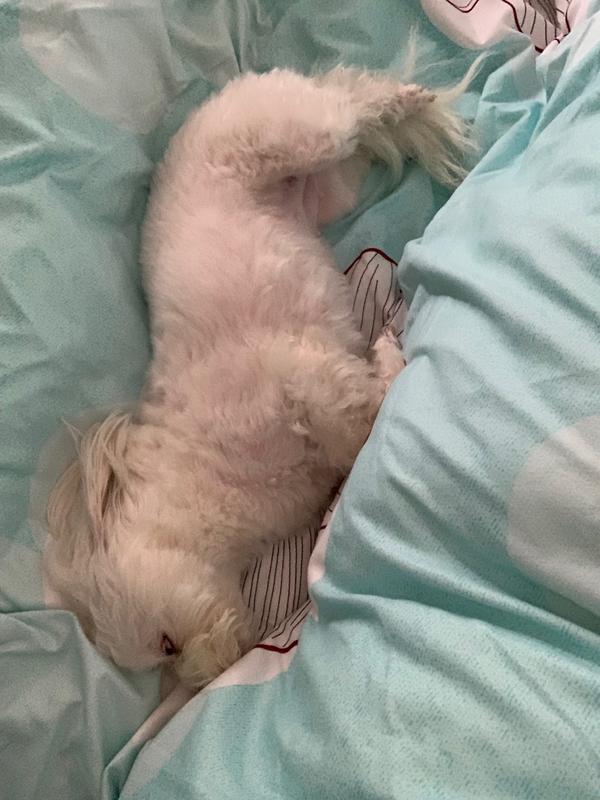 冬天被子里长出猫是怎样的体验?