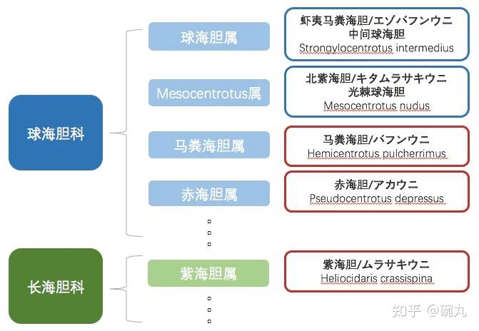 你可能会喜欢的海胆知识合集来了~ - 知乎