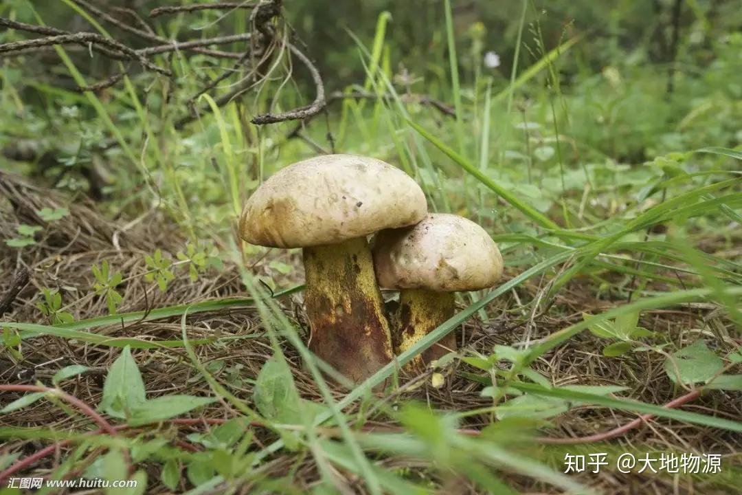 它還是一顆可以入藥的小菌子,有清熱解煩,養血和中,追風散寒, 補虛