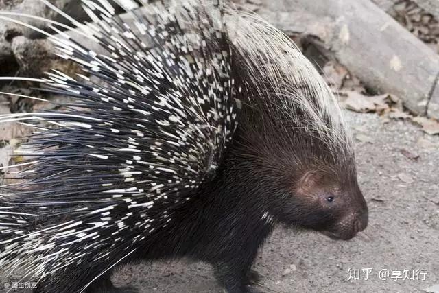 的一款熔断隔离的产品,翻译成中文是豪猪的意思,豪猪科动物以棘刺闻名