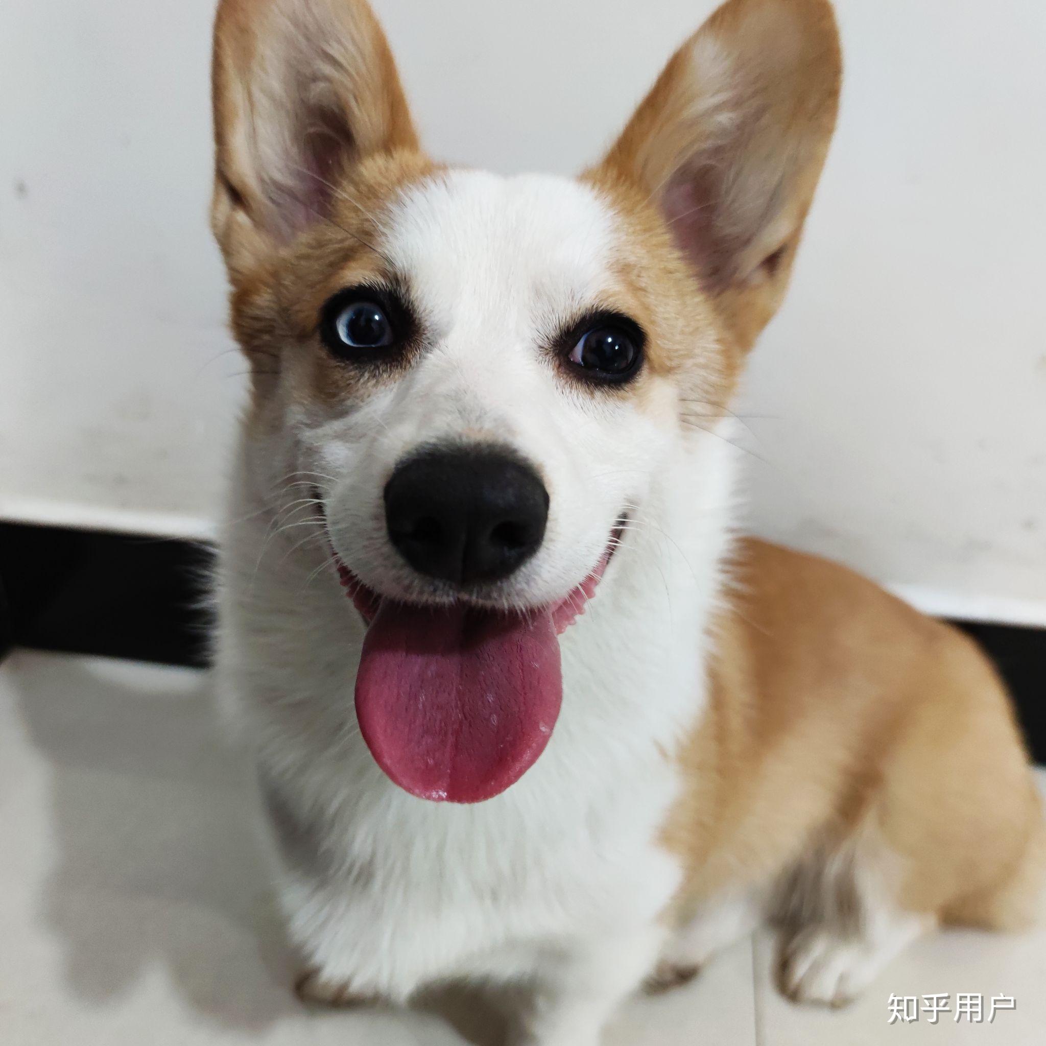 大家怎么看待异瞳的狗狗? - 知乎