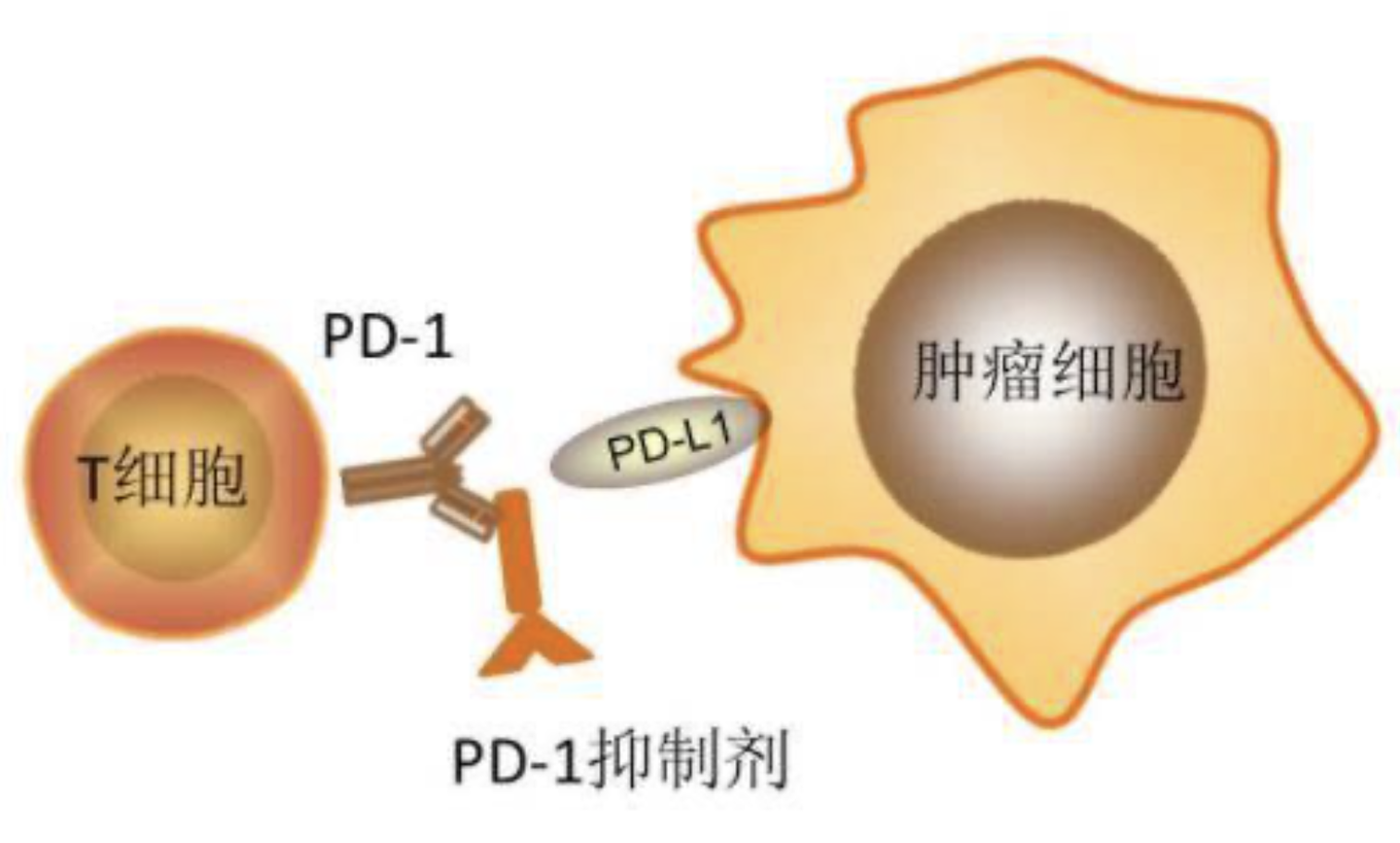 一分鐘看懂pd1與pdl1