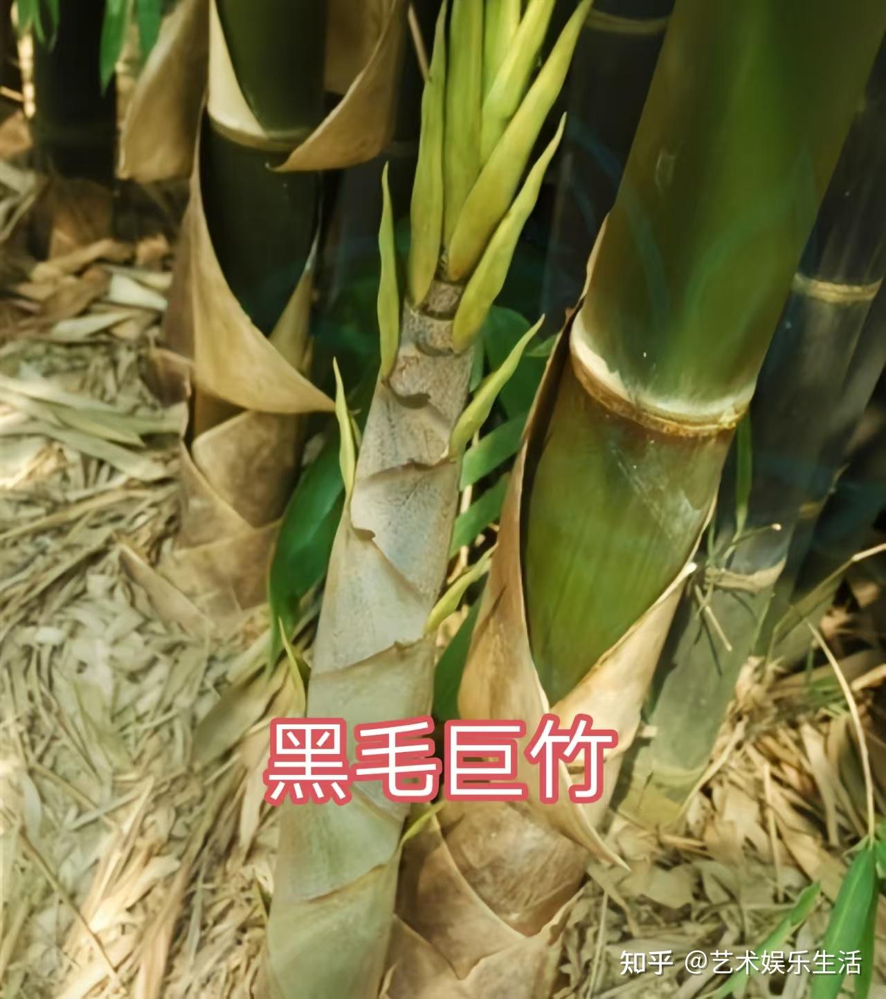 禾本科竹亚科的37种代表植物 - 知乎