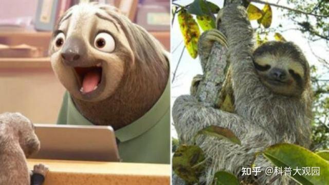 慢得出奇的树懒有多懒？你必须知道的几点冷知识！ - 知乎