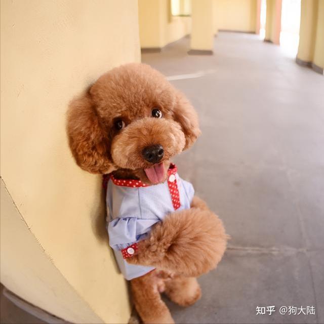 弃养指数:★★★★泰迪,毛发卷卷的,智商也高,很多人都喜欢.