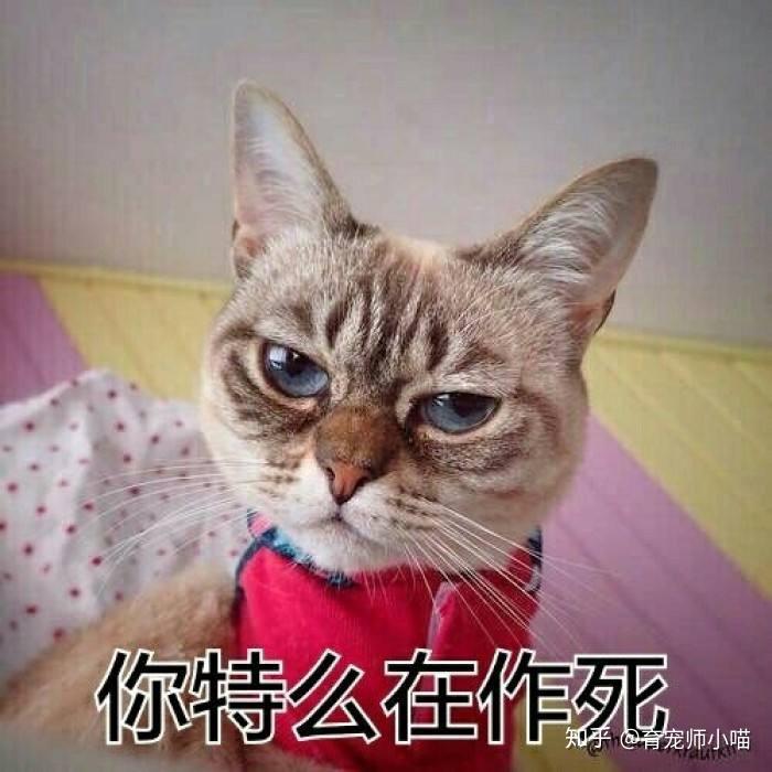 怎么才能让小猫喜欢自己 v2-a2c24a5bf7c070e312cbbfdaa818fa18_r.jpg
