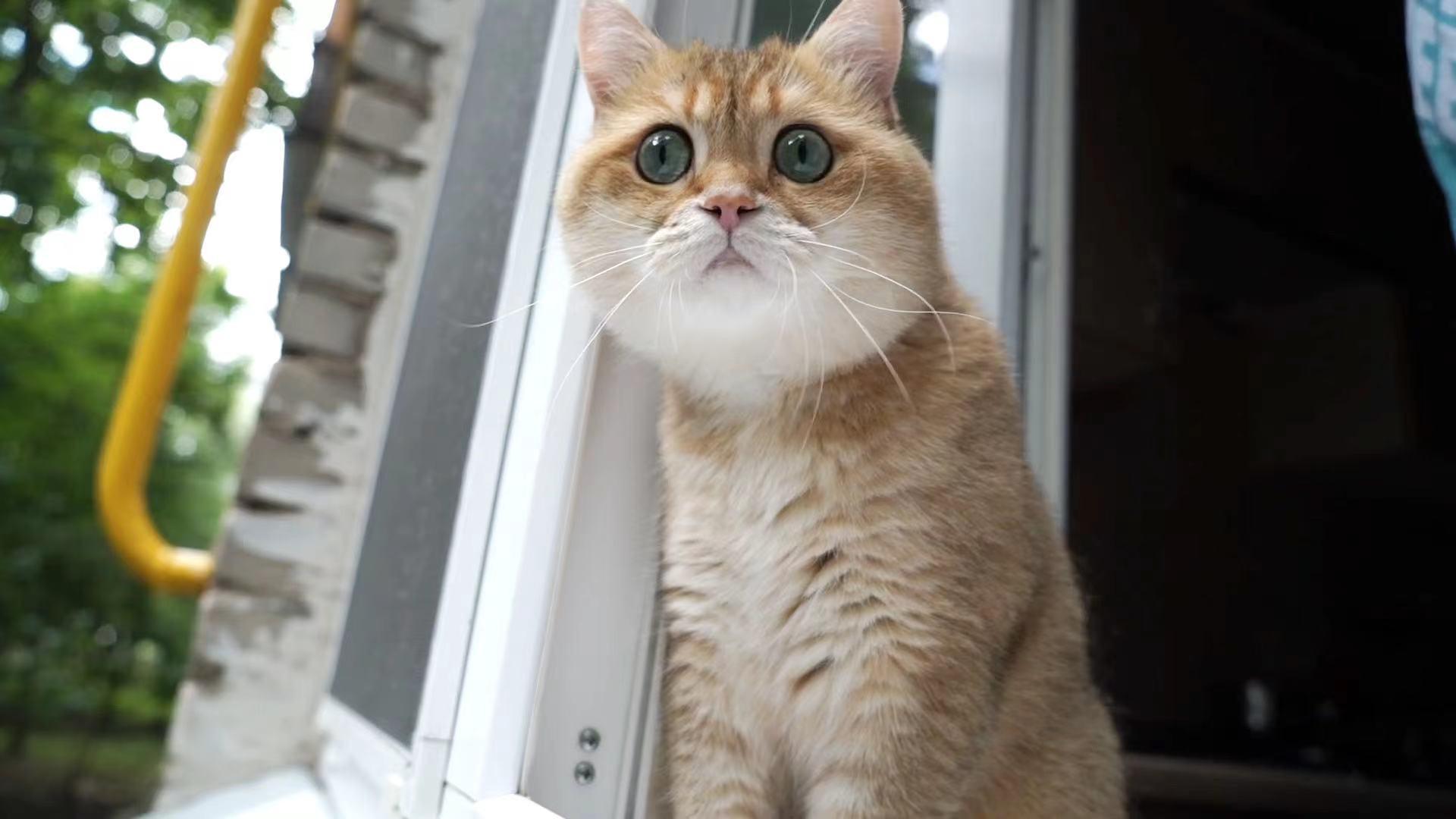 乖猫第一次把头探出窗外整个猫都懵了