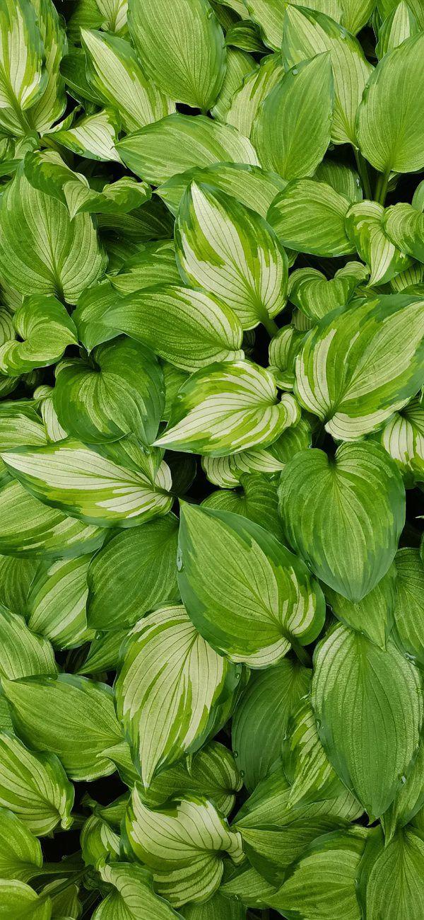 有哪些让你一眼万年的绿色系壁纸?(绿色壁纸大全图片清新自然)