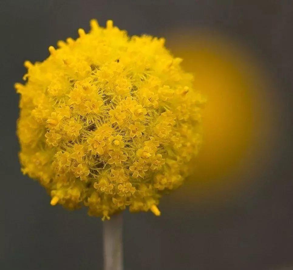 高颜值配花黄金球