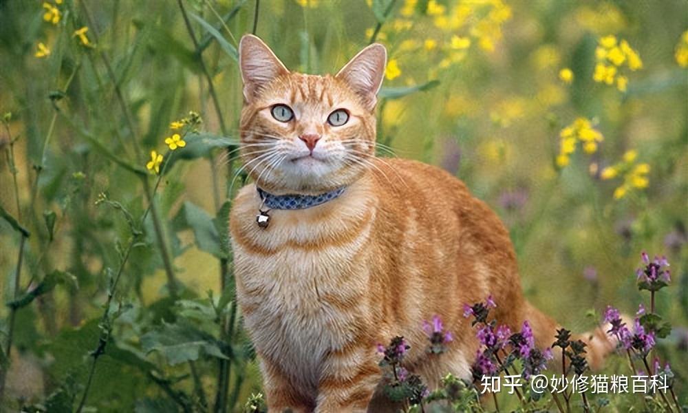 中国八大名猫图片图片