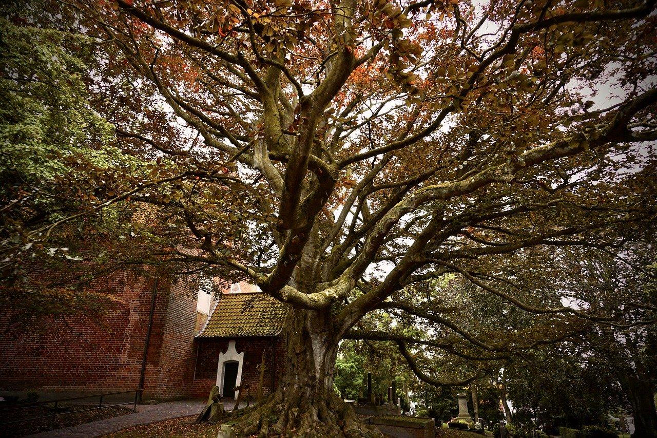 4. 土壤深度要求