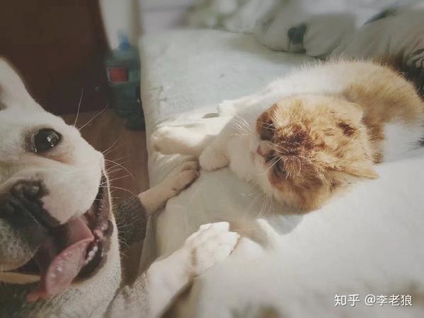 肺炎疫情下 一只宠物猫的自白 知乎