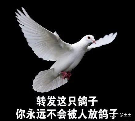 人类四大本质复读机鸽子精真香怪柠檬精