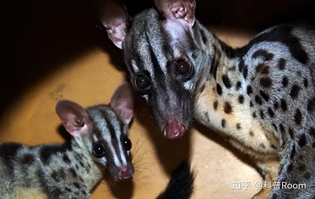 八小时交配:马岛缟狸的惊人之谜揭秘!