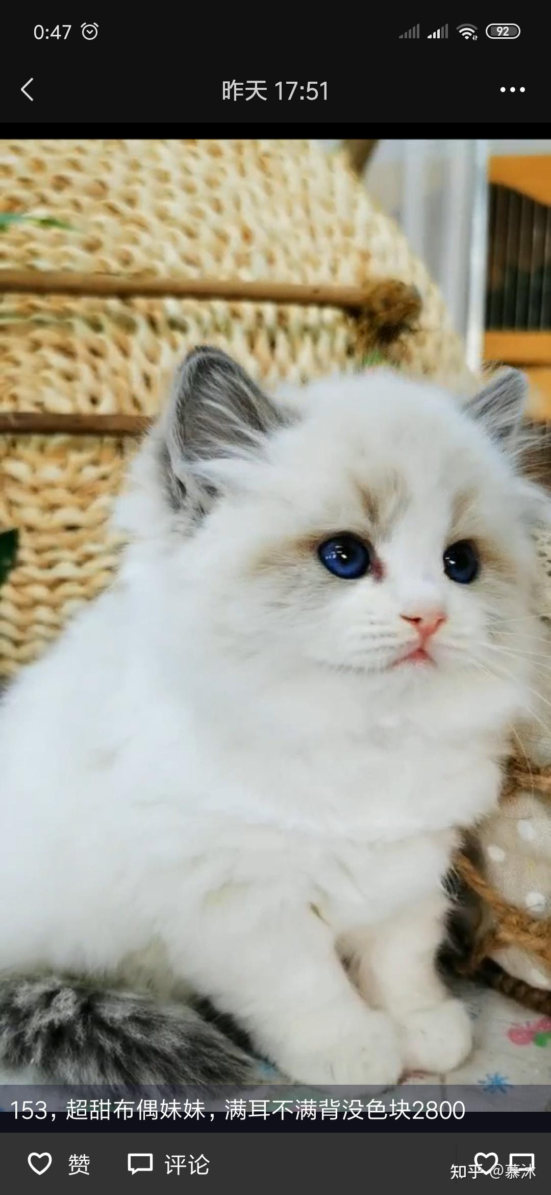 布偶猫这个品相如何怎么看