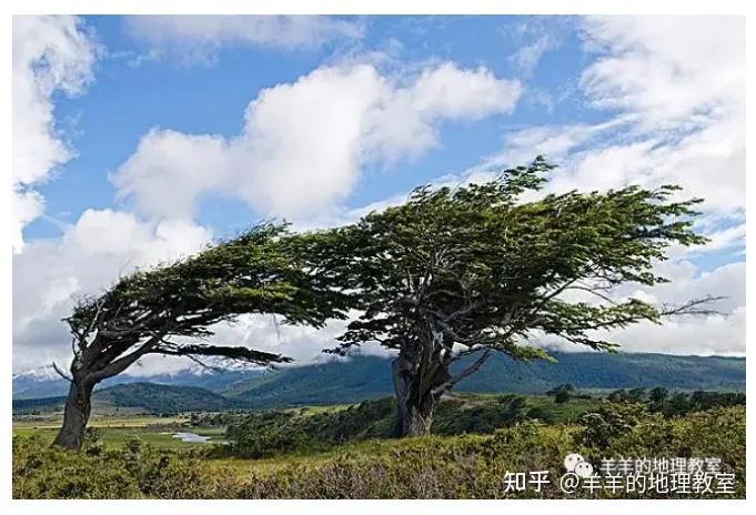 火地岛醉汉树图片