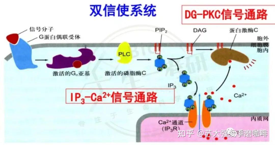 生物化学思维导图-维生素、激素和抗生素 - 知乎
