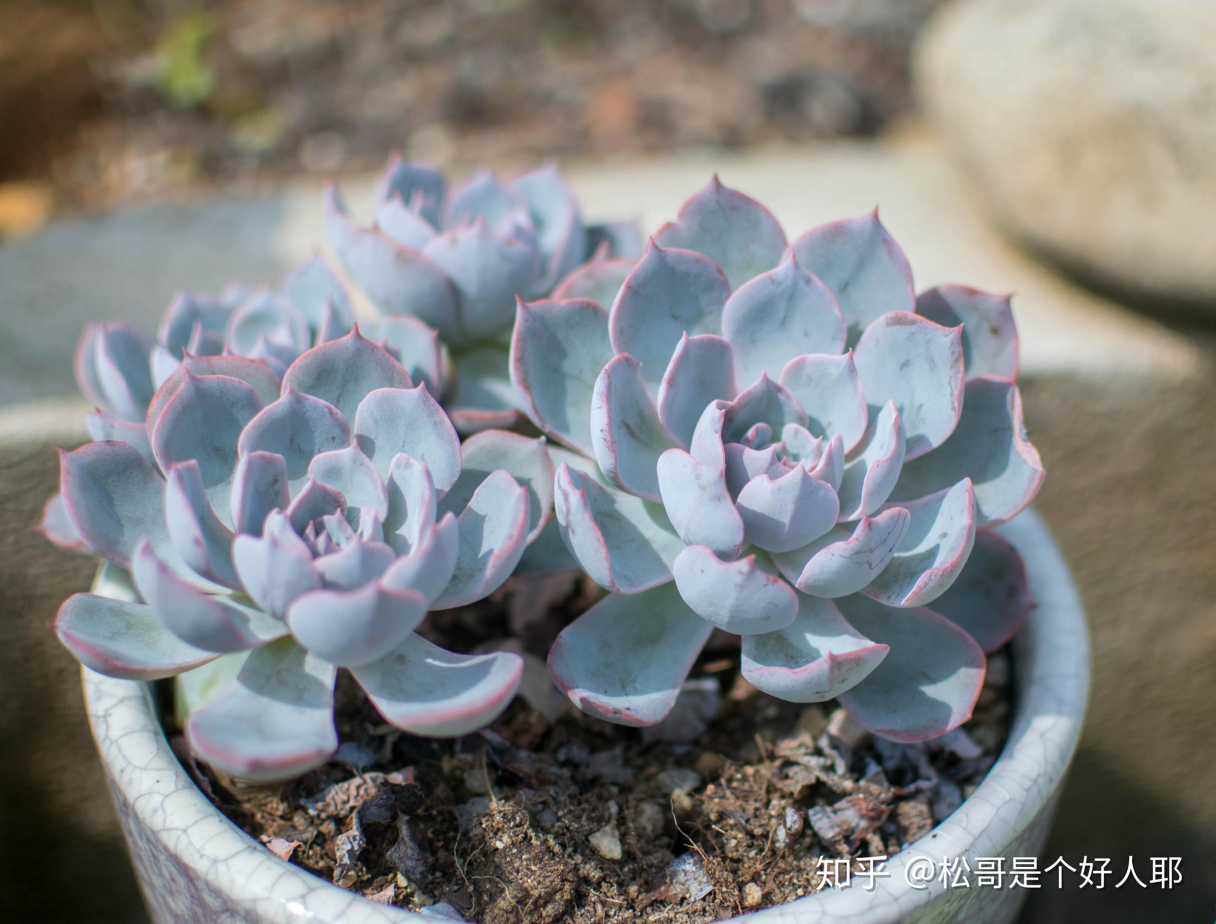 经典普货皮氏石莲花(也叫蓝石莲)