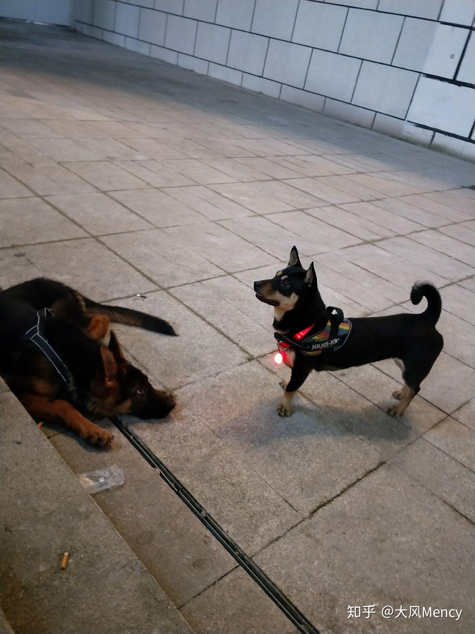 养中华田园犬 四眼 是种怎么样的体验？ - 知乎