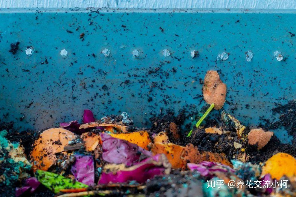 家里用厨余垃圾堆肥真的可行么没腐熟易烧伤植物得不偿失