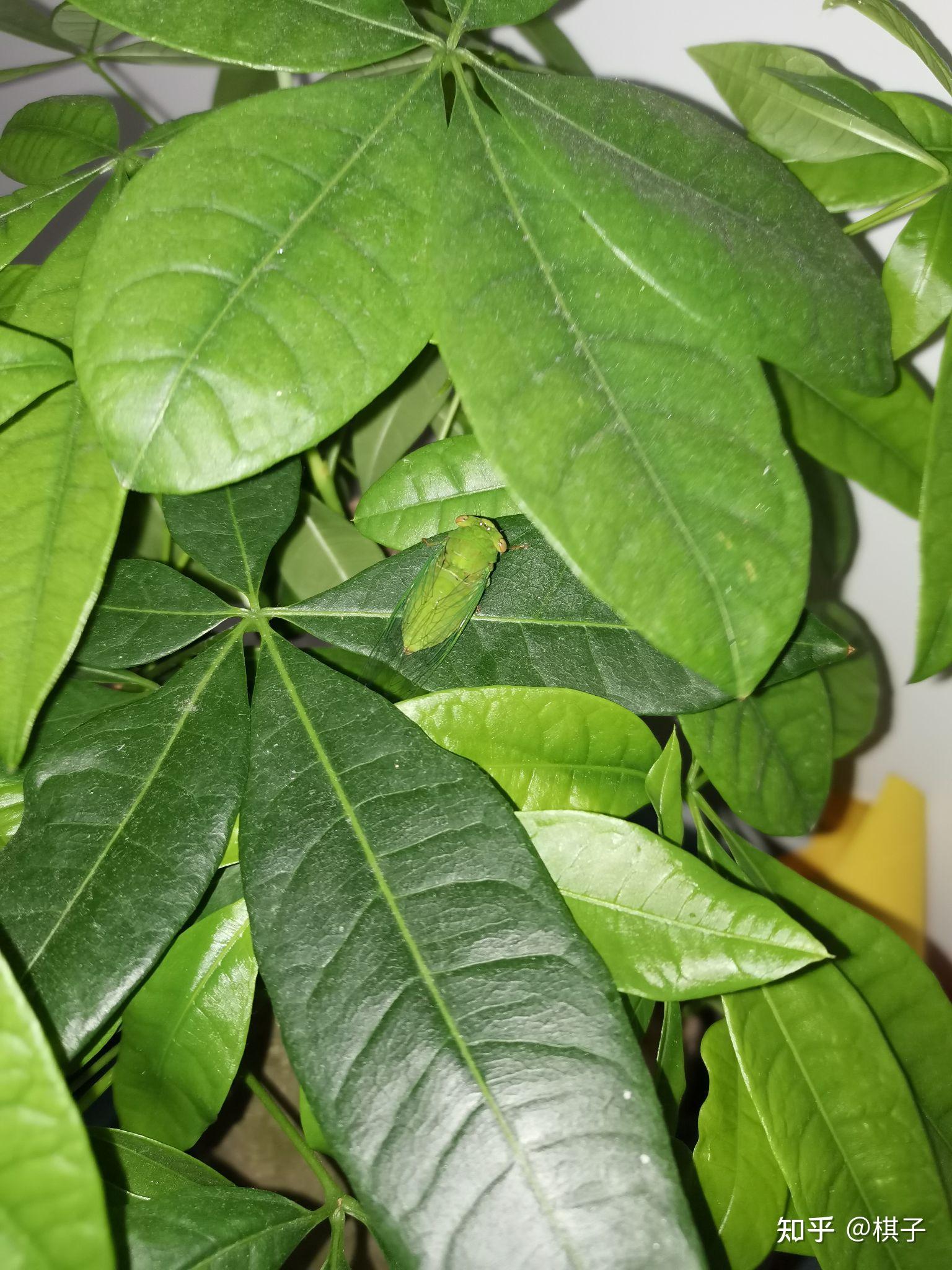 有没有见过绿色的知了? - 知乎