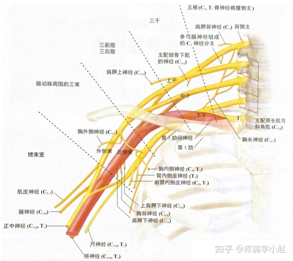 臂丛麻醉定位解剖图图片