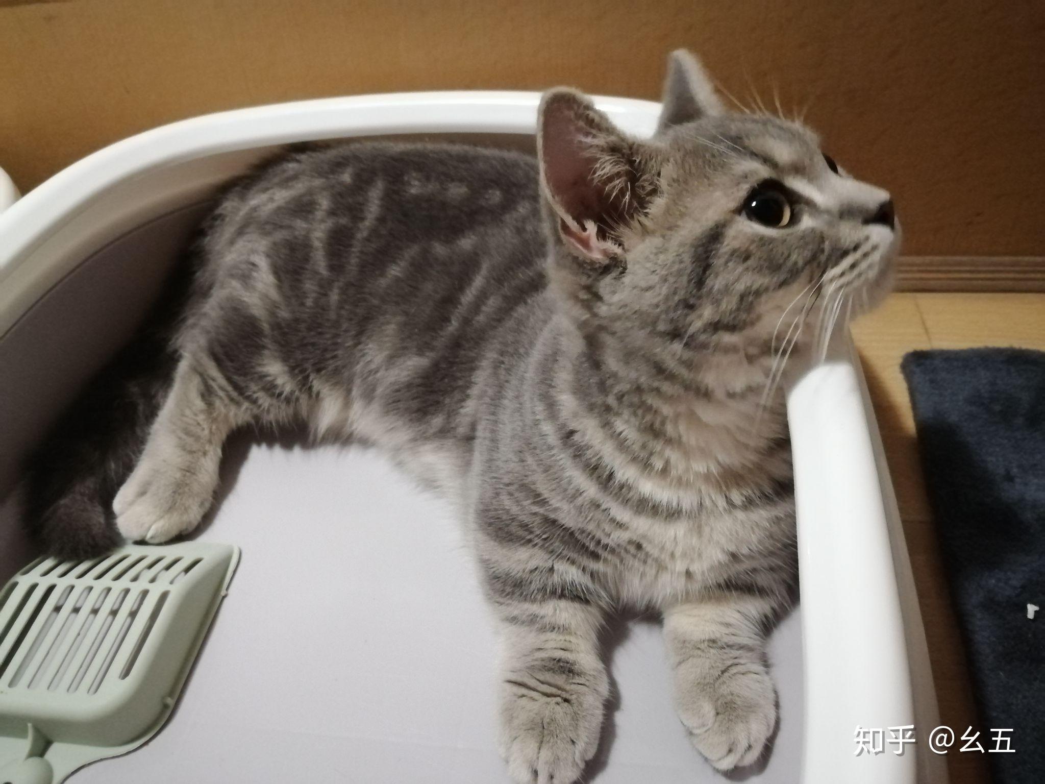 能给我看看英短和美短串的样子嘛