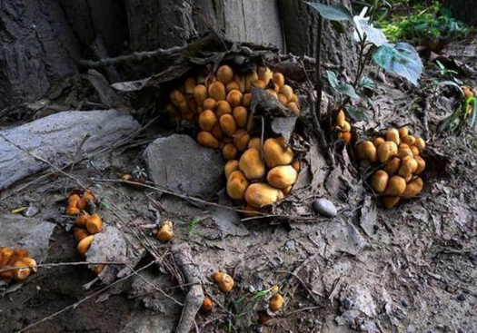 吃有毒菌类,毒蘑菇中毒后为什么会产生幻觉,而且往往是看到一群小人?