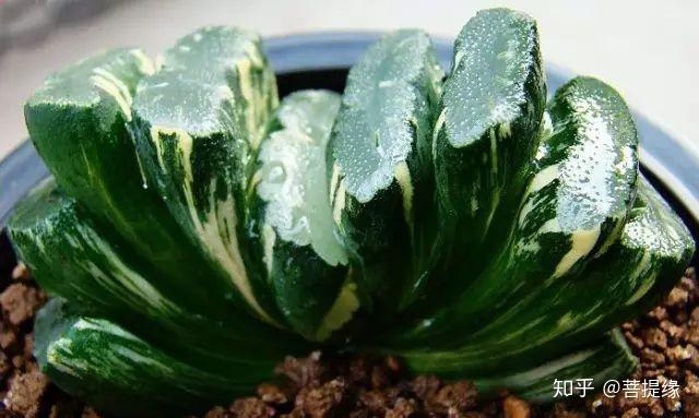 天价!天价!名贵植物排行,令人大开眼界-名贵植物图片