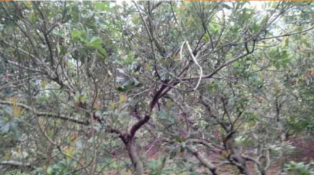 杨梅枝叶枯萎病可如何防治