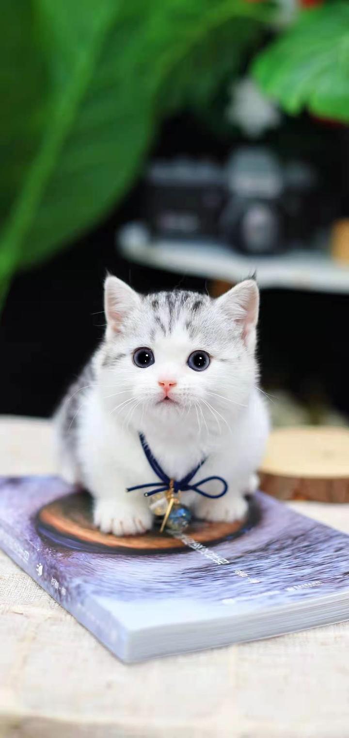 养一只听话的美短猫，需要进行哪些训练呢？ - 知乎