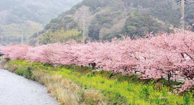 櫻吹雪的盛景怎能錯過這些落花逐水的粉色河川你心動了嗎