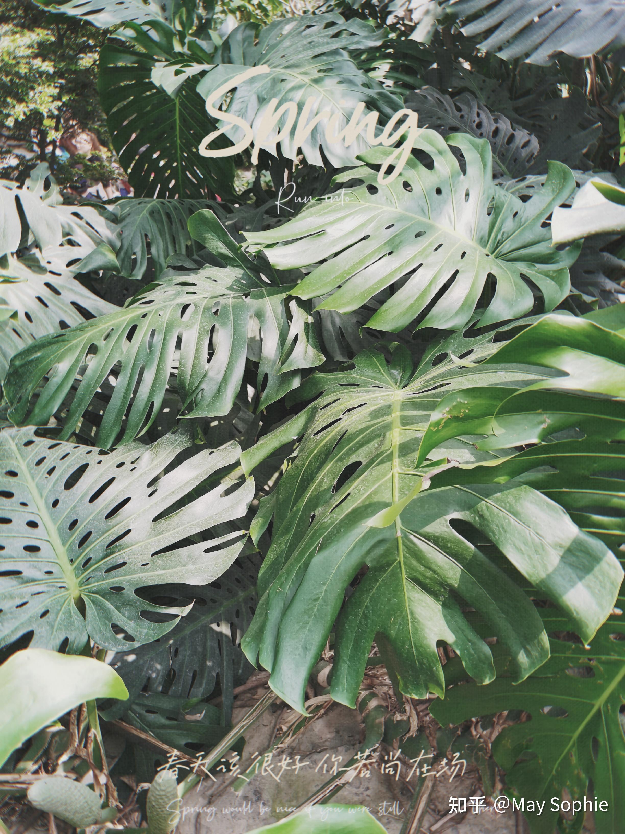 森系打卡上海辰山植物园