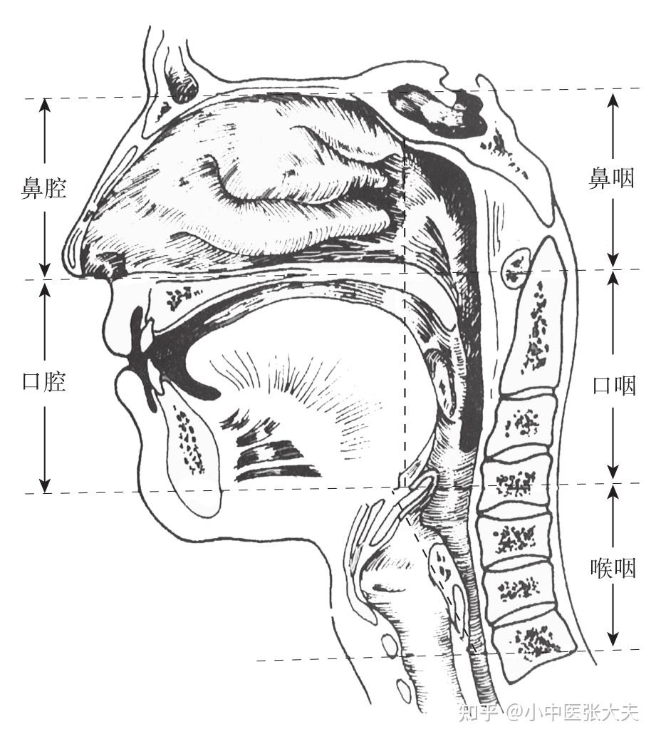 第一章,咽的构造及功能