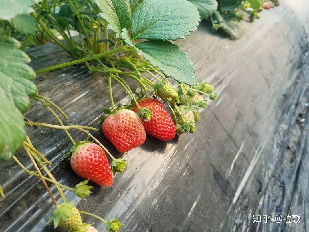 草莓种植论坛 草莓苗论坛