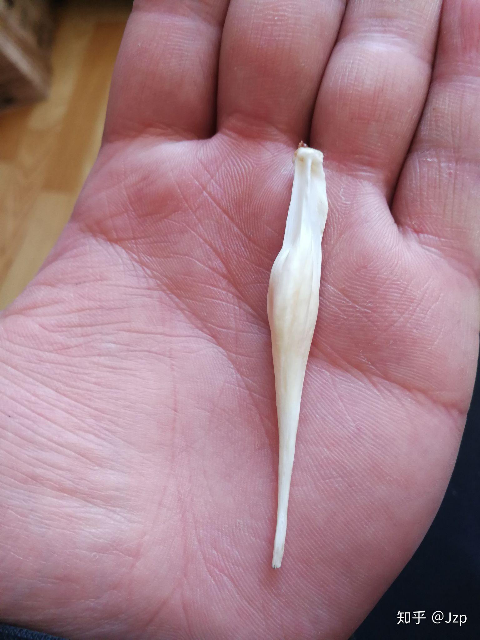 这个鱼宝值多少钱啊,有没有人要? - 知乎