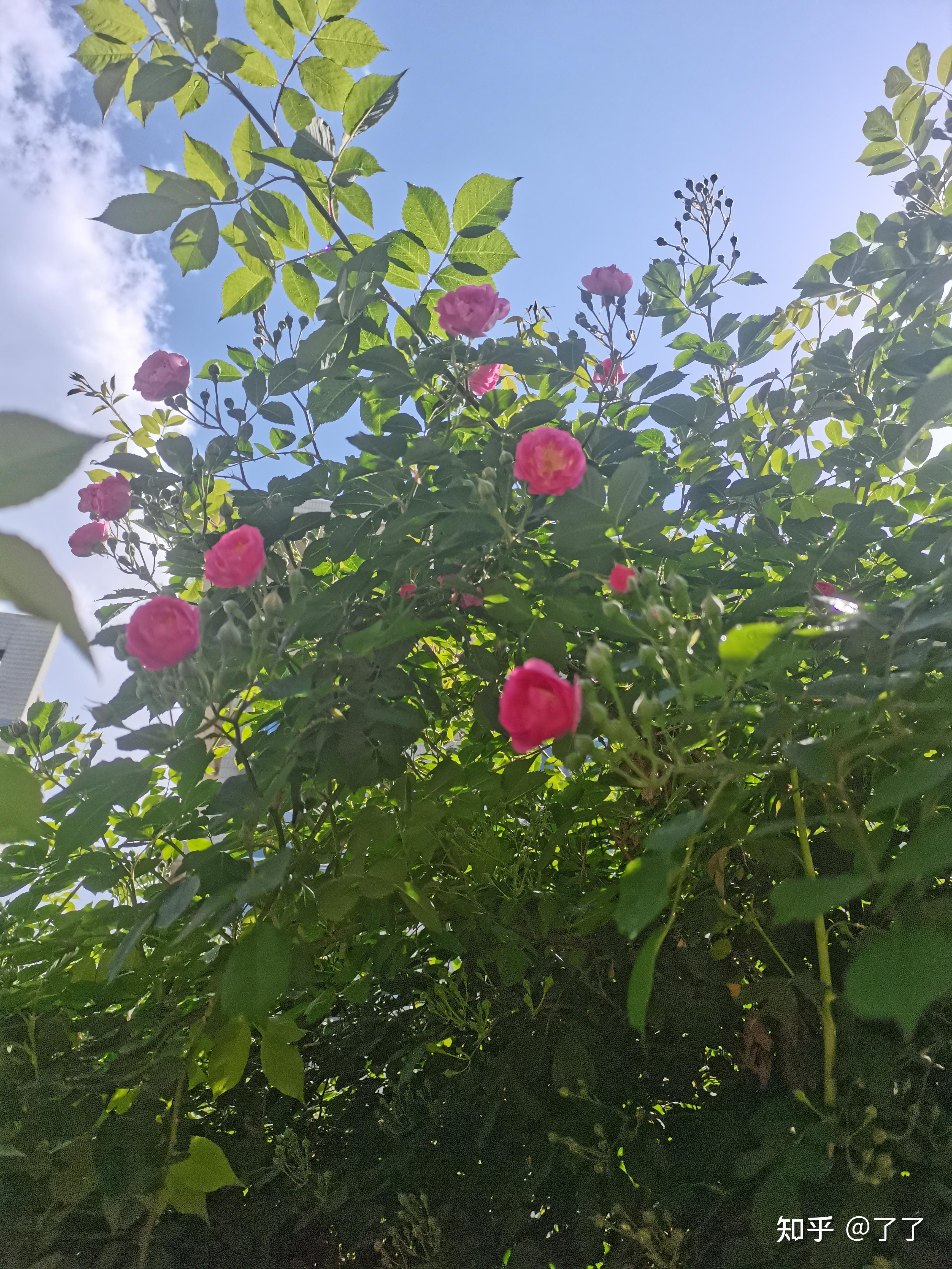 文笔挑战:"哪有书香无墨迹"开头,下一句怎么接?