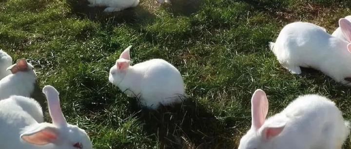 bl|《囚笼》作者:刘水水