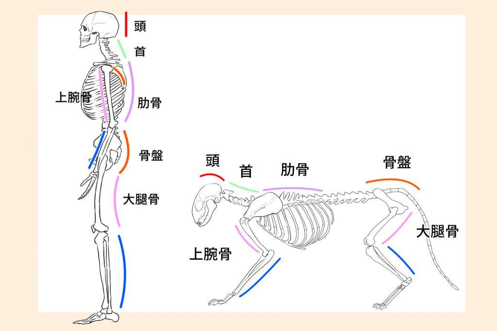 猫咪身体构造图图解图片