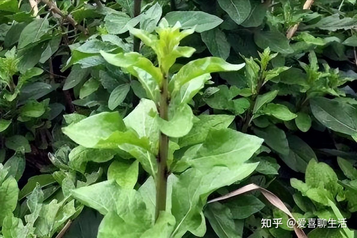 食用枸杞叶,枸杞叶上的疙瘩会影响食用吗? - 知乎