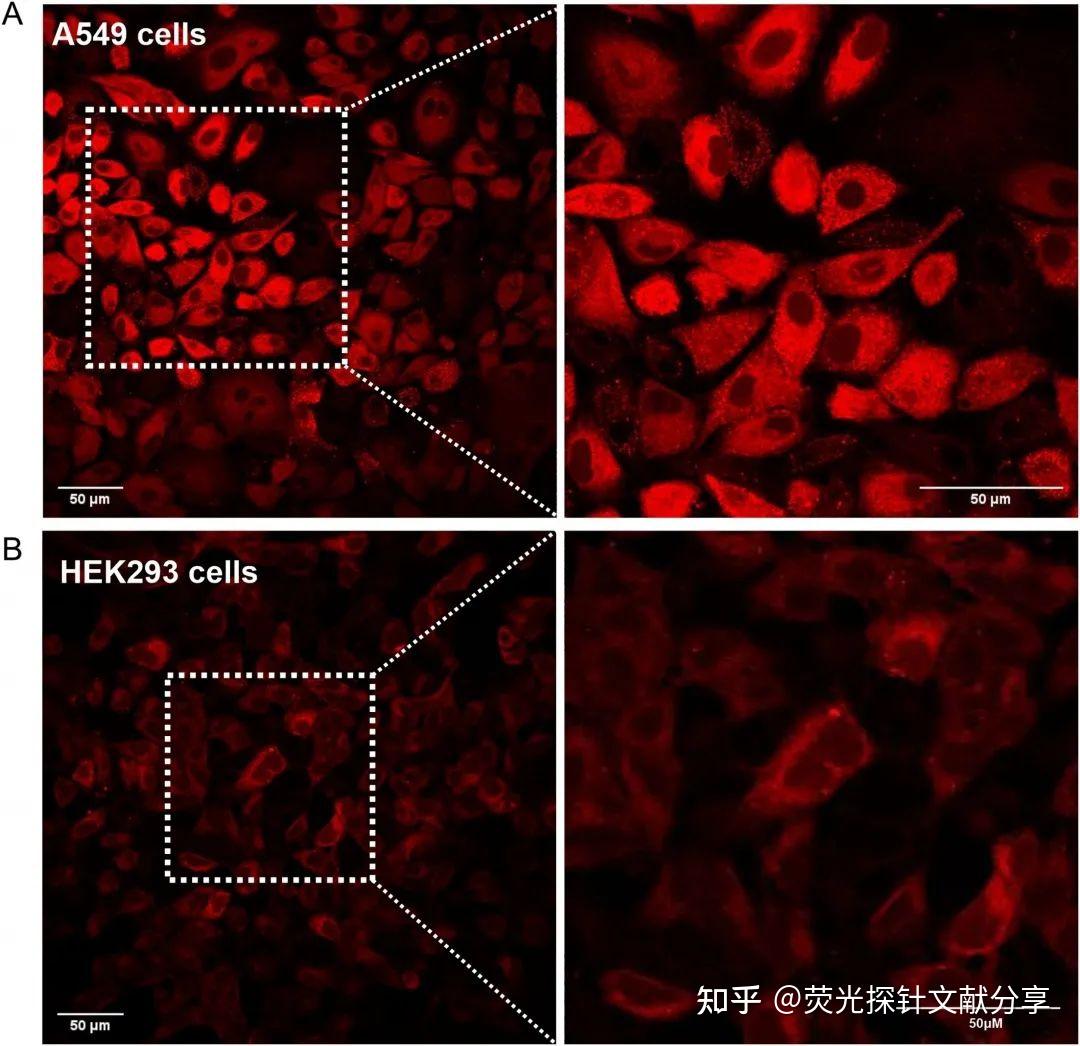 检测细胞内硫醇的近红外荧光探针用于癌症的早期诊断