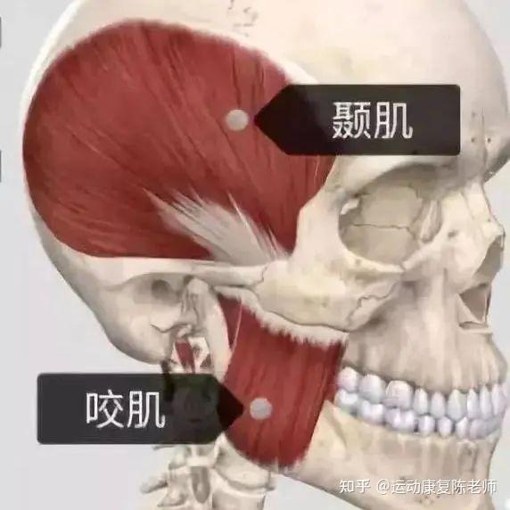 「锐博康复」张嘴咔咔响，颞下颌关节紊乱要如何解决？ - 知乎