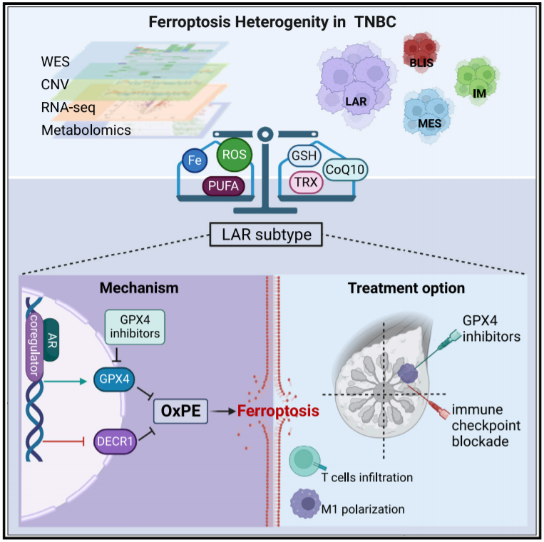 Cell Metabolism 再取进展！复旦大学团队发现铁死亡在三阴性乳腺癌中起重要作用 知乎